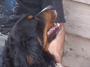 honden foto honden foto van jolanda