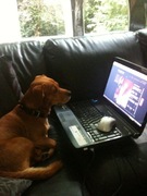 honden foto honden foto van Ernst