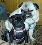 honden foto van Sunshine