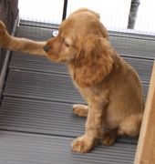 honden foto honden foto van Joke