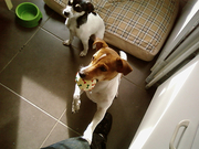 honden foto van charlotte