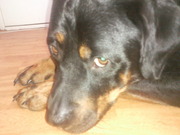 honden foto van Nynke ft doggies.. 