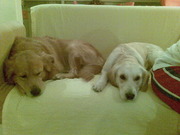 honden foto honden foto van anny