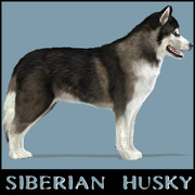 honden foto van jamandy