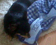 honden foto van Manon