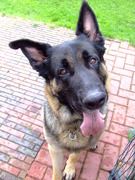 honden foto van René Mellema