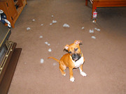 honden foto van Bibi