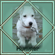 honden foto van Suuzanne