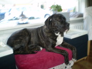 honden foto van zaza