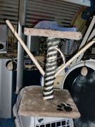 honden foto honden foto van thembi thomasse