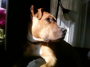 honden foto honden foto van Gwen