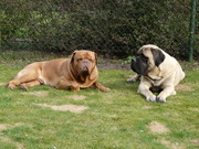 honden foto van Sjaak en Natasja