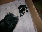 honden foto van tineke