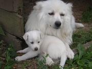 honden foto van Kristine