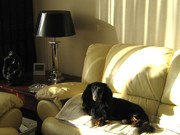 honden foto van jan van hooijdonk en nelly van hooijdonk