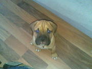 honden foto van wesley