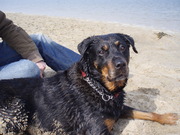 honden foto van Erna