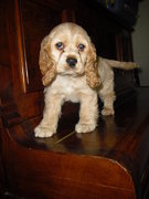 honden foto van marjan