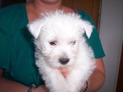 honden foto van Johan