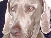 honden foto van Bakker