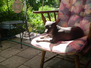 honden foto van Louise