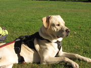 honden foto van Marloes de Munnik