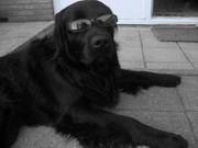 honden foto van Tamara