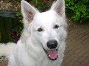 honden foto van Veronique