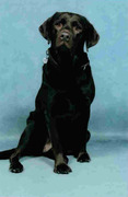honden foto van Véronique