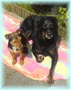 honden foto honden foto van A Kers