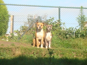 honden foto van Ellen