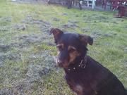 honden foto van Nathalie Doll