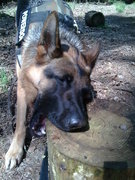 honden foto van anne