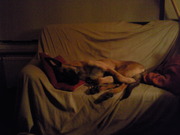 honden foto honden foto van sylvia en django