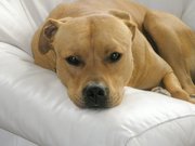 honden foto honden foto van caroline eelen