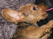 honden foto honden foto van jannice