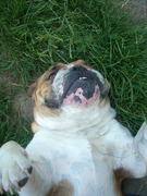 honden foto van Katia