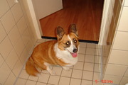 honden foto van Rianne