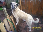 honden foto van Cikow