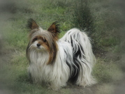 honden foto van Thea en de viervoetertjes