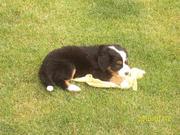 honden foto van Inge