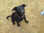 honden foto van mous