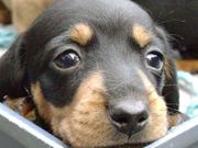 honden foto van Teckelfreak