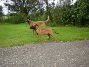 honden foto van Annie 