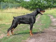honden foto van Dobermann Kennel van Thofayette