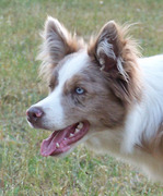 honden foto van Sienna