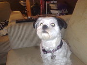 honden foto van • Renate • & Lunah