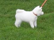 honden foto van welpke