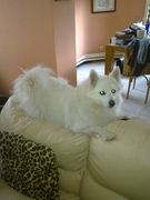 honden foto van Arlette 