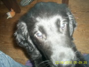 honden foto honden foto van littlewolf